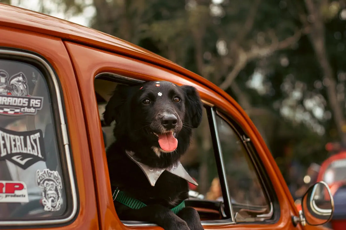 beste-autostoelen-voor-honden-reviews