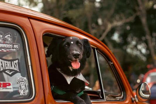 beste-autostoelen-voor-honden-reviews