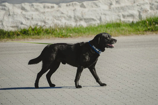 beste-blafbanden-hond-test