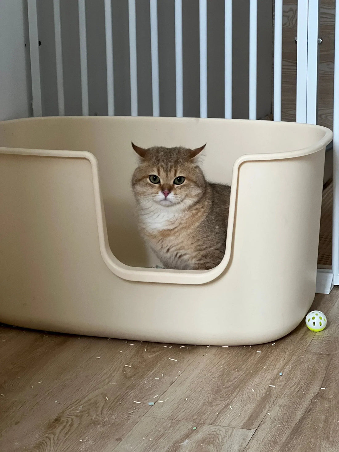 De 6 Beste Grote Kattenbakken van 2026