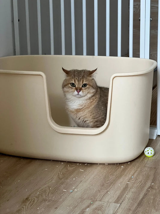 De 6 Beste Grote Kattenbakken van 2026