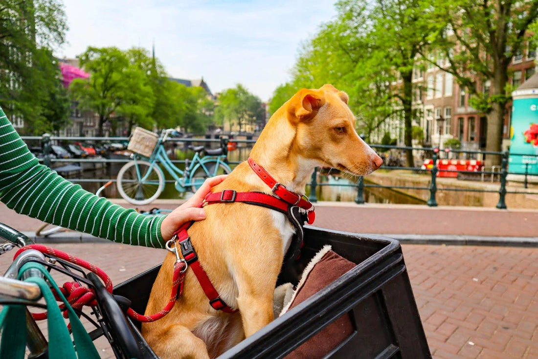 beste-hondenfietsmanden-test