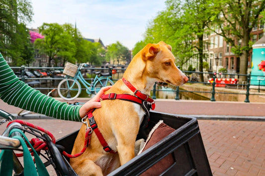 beste-hondenfietsmanden-test