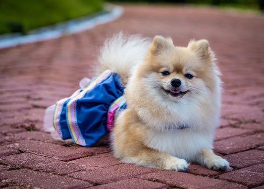De 6 Beste Honden Luiers van 2026