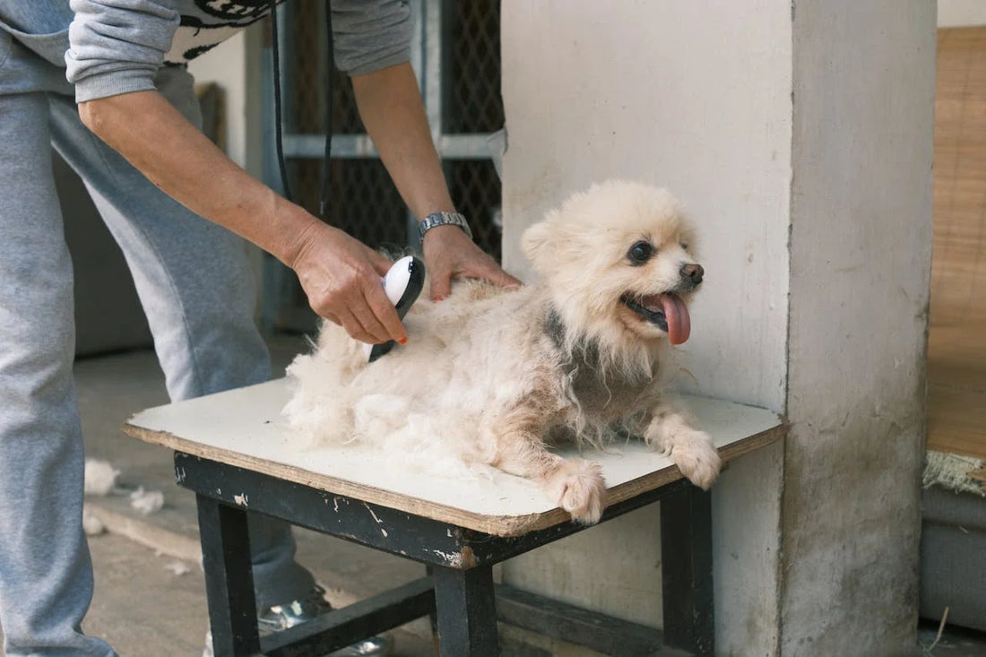 beste-tondeuses-voor-honden-test