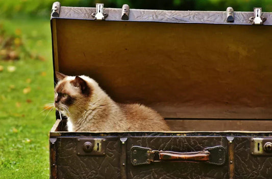 beste-kattenbakvulling-top10-test-review