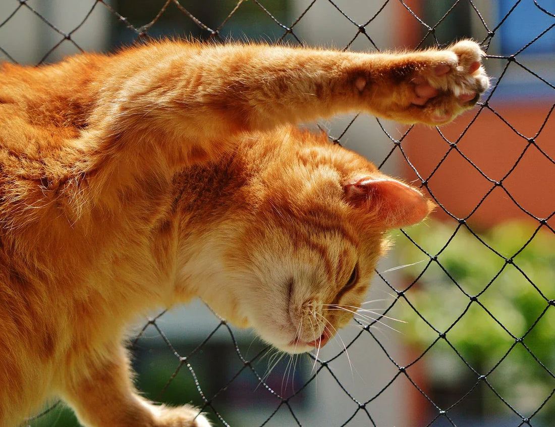 beste-kattennetten-test