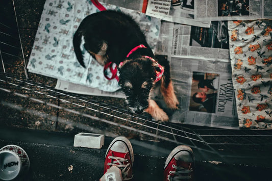 beste-puppyrennen-test