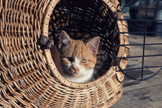 beste-reismanden-voor-katten