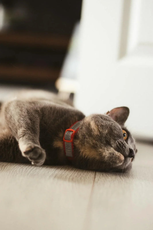 beste-vlooienbanden-voor-katten-test