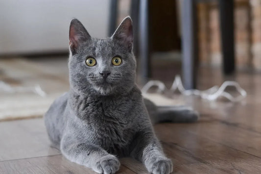 beste-vlooiendruppels-voor-katten