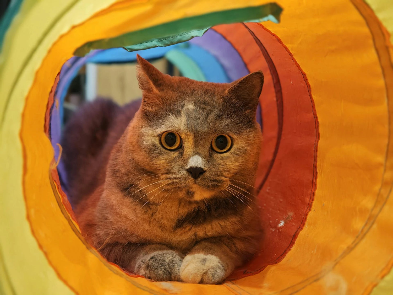 beste-kattentunnel-kopen