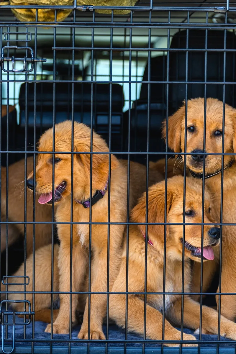 Golden retriever-puppy's zitten samen in een zwarte draadbench met een zachte deken op de bodem