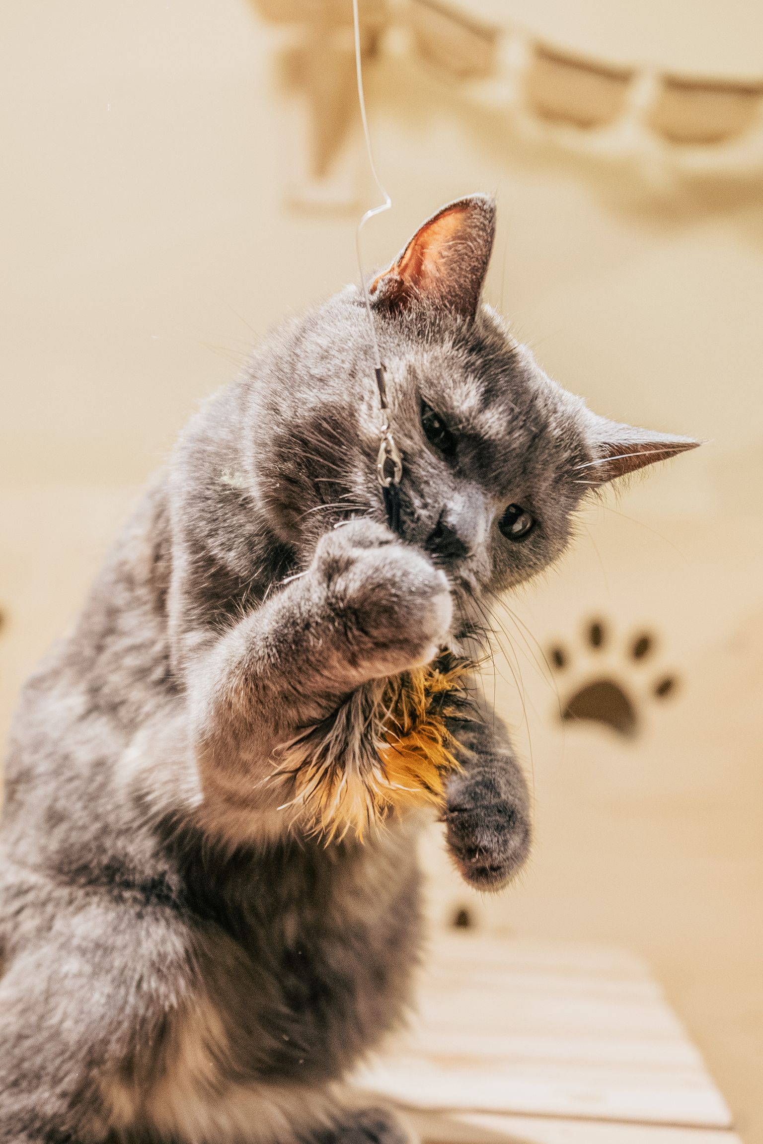 Grijze kat speelt met een veertjesspeeltje aan een touw