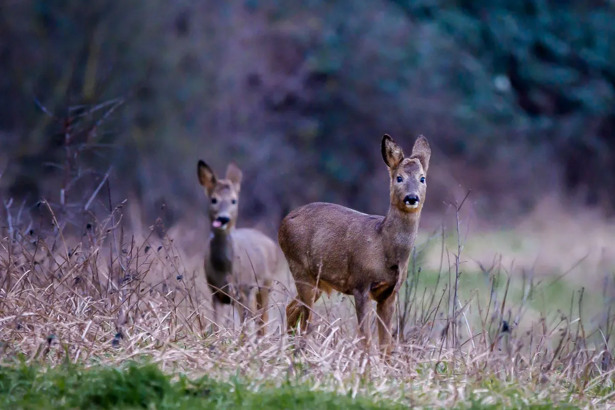 Twee reeën in hoog gras aan de rand van een bos